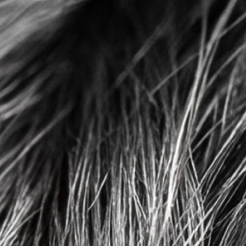 Illustration of extremely damaged hair, highlighting breakage, dryness, and the need for intensive repair and nourishment.